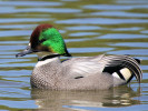 Falcated Duck (WWT Slimbridge 26/05/12) ©Nigel Key