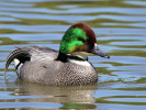 Falcated Duck (WWT Slimbridge 26/05/12) ©Nigel Key