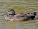 Gadwall (WWT Slimbridge 26/05/12) ©Nigel Key