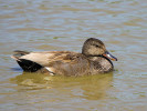 Gadwall (WWT Slimbridge 26/05/12) ©Nigel Key