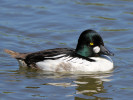 Goldeneye (WWT Slimbridge 26/05/12) ©Nigel Key