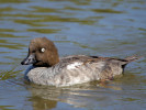 Goldeneye (WWT Slimbridge 26/05/12) ©Nigel Key