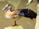 Brazilian Teal (WWT Slimbridge 26/05/12) ©Nigel Key