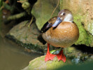 Brazilian Teal (WWT Slimbridge 26/05/12) ©Nigel Key