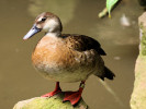 Brazilian Teal (WWT Slimbridge 26/05/12) ©Nigel Key