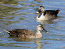 Spot-Billed Duck (WWT Slimbridge 26/05/12) ©Nigel Key