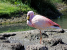 James's Flamingo (WWT Slimbridge 26/05/12) ©Nigel Key