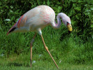 James's Flamingo (WWT Slimbridge 26/05/12) ©Nigel Key