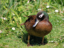 Laysan Duck (WWT Slimbridge 26/05/12) ©Nigel Key