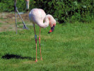 Lesser Flamingo (WWT Slimbridge 26/05/12) ©Nigel Key