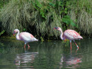 Lesser Flamingo (WWT Slimbridge 26/05/12) ©Nigel Key