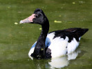 Magpie Goose (WWT Slimbridge 26/05/12) ©Nigel Key