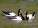 Magpie Goose (WWT Slimbridge 26/05/12) ©Nigel Key