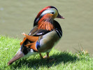 Mandarin (WWT Slimbridge 26/05/12) ©Nigel Key