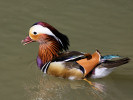 Mandarin (WWT Slimbridge 26/05/12) ©Nigel Key