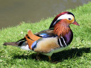 Mandarin (WWT Slimbridge 26/05/12) ©Nigel Key