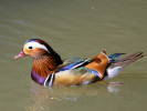 Mandarin (WWT Slimbridge 26/05/12) ©Nigel Key