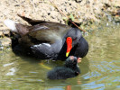 Moorhen (WWT Slimbridge 26/05/12) ©Nigel Key