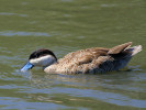 Puna Teal (WWT Slimbridge 26/05/12) ©Nigel Key