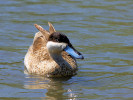 Puna Teal (WWT Slimbridge 26/05/12) ©Nigel Key