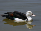 Radjah Shelduck (WWT Slimbridge 26/05/12) ©Nigel Key