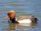 Red-Crested Pochard (WWT Slimbridge 26/05/12) ©Nigel Key