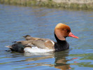 Red-Crested Pochard (WWT Slimbridge 26/05/12) ©Nigel Key