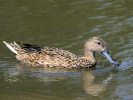 Red Shoveler (WWT Slimbridge 26/05/12) ©Nigel Key