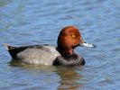 Redhead (WWT Slimbridge 26/05/12) ©Nigel Key