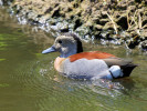 Ringed Teal (WWT Slimbridge 26/05/12) ©Nigel Key