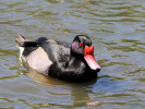 Rosybill (WWT Slimbridge 26/05/12) ©Nigel Key