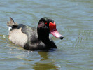 Rosybill (WWT Slimbridge 26/05/12) ©Nigel Key