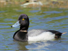 Lesser Scaup (WWT Slimbridge 26/05/12) ©Nigel Key