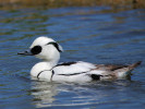 Smew (WWT Slimbridge 26/05/12) ©Nigel Key