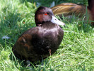 Southern Pochard (WWT Slimbridge 26/05/12) ©Nigel Key