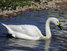 Bewick's Swan (WWT Slimbridge 26/05/12) ©Nigel Key