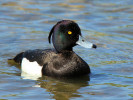 Tufted Duck (WWT Slimbridge 26/05/12) ©Nigel Key