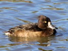 Tufted Duck (WWT Slimbridge 27/10/12) ©Nigel Key