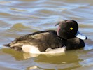Tufted Duck (WWT Slimbridge 27/10/12) ©Nigel Key
