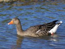 Greylag Goose (WWT Slimbridge 27/10/12) ©Nigel Key