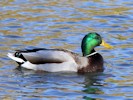 Mallard (WWT Slimbridge 27/10/12) ©Nigel Key