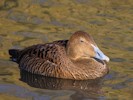 Eider (WWT Slimbridge 27/10/12) ©Nigel Key