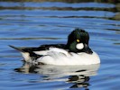 Goldeneye (WWT Slimbridge 27/10/12) ©Nigel Key