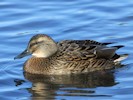 Hybrid (WWT Slimbridge 27/10/12) ©Nigel Key