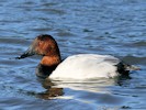 Canvasback (WWT Slimbridge 27/10/12) ©Nigel Key