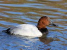 Canvasback (WWT Slimbridge 27/10/12) ©Nigel Key