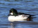 Goldeneye (WWT Slimbridge 27/10/12) ©Nigel Key