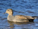 Gadwall (WWT Slimbridge 27/10/12) ©Nigel Key