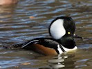 Hooded Merganser (WWT Slimbridge October 2012) - pic by Nigel Key