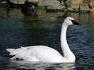 Trumpeter Swan (WWT Slimbridge October 2012) - pic by Nigel Key